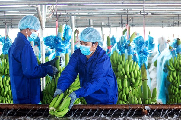 Lợi nhuận sau thuế của HAG tháng 7 tăng mạnh 