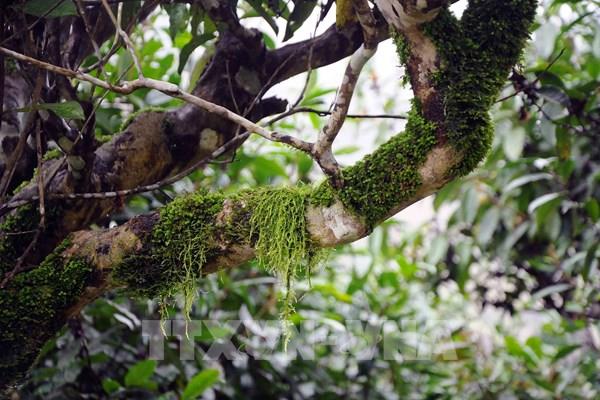 Triển vọng từ cây chè Shan Tuyết cổ thụ