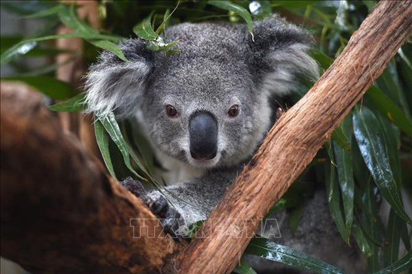 Australia chi 30 triệu USD để bảo tồn loài gấu koala