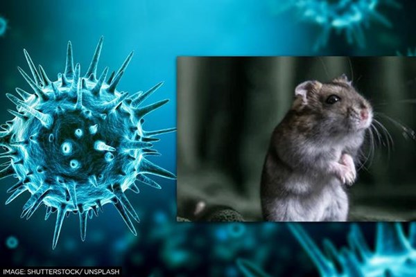 Biến thể Omicron có thể bắt nguồn từ chuột