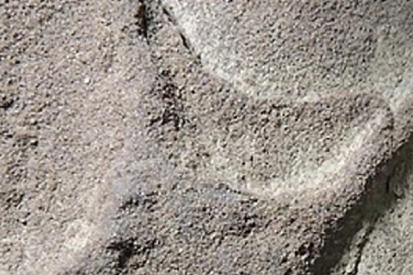 Phát hiện kỳ thú về các loài chim sống cùng thời khủng long