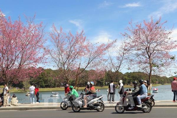 Rực rỡ hoa Mai anh đào trên đường phố Đà Lạt