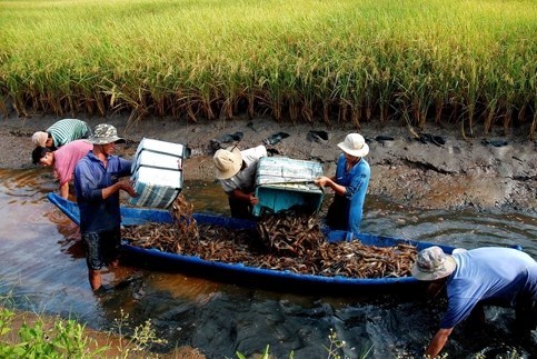 Đẩy mạnh ứng dụng khoa học, công nghệ sản xuất nông nghiệp sạch