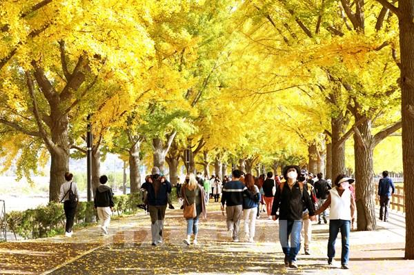 COVID-19 và tác động hai chiều đến lĩnh vực du lịch Hàn Quốc