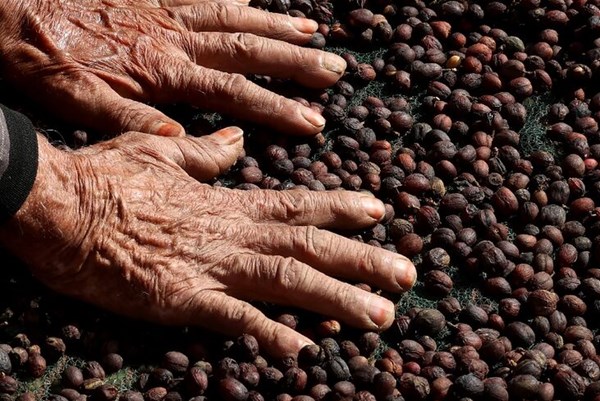 Jizan – vùng đất thần kỳ của hạt cà phê