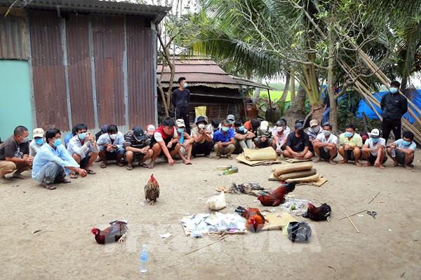 Sóc Trăng bắt 32 đối tượng đá gà ăn tiền, tạm giữ hơn 93 triệu đồng