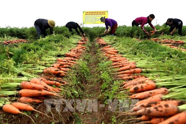 Lần đầu tiên Hải Dương tổ chức lễ hội thu hoạch cà rốt