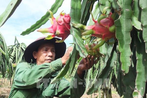 Giá thanh long ở Tiền Giang dần tăng trở lại
