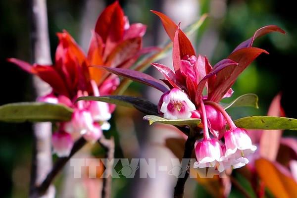 Hoa đào chuông khoe sắc trên đỉnh núi Bà Nà