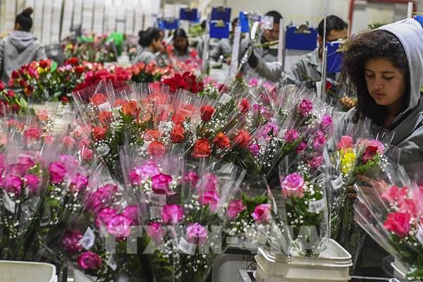 Nhà sản xuất hoa lớn thứ hai thế giới lạc quan về doanh số bán hoa dịp lễ Tình nhân