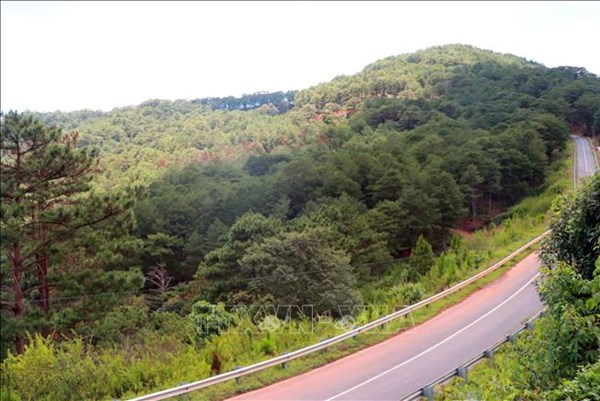 Lâm Đồng điều tra vụ phá rừng quốc gia làm đường Trường Sơn Đông