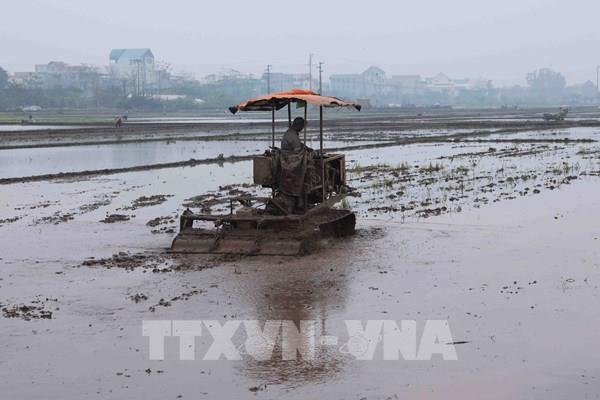 Hơn 99% diện tích gieo cấy lúa Xuân tại Hà Nội đã lấy đủ nước