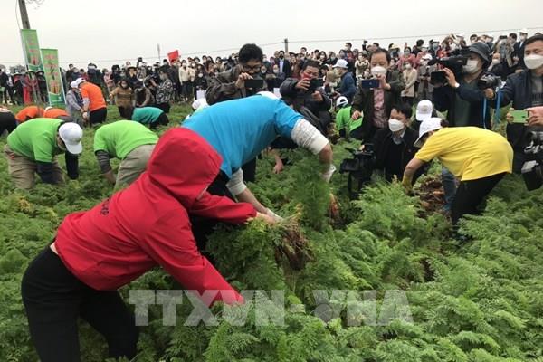 Hải Dương tổ chức lễ hội thu hoạch cà rốt năm 2022