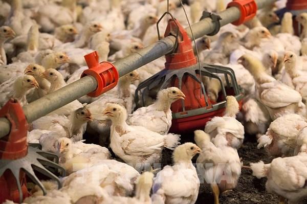 Chuyên gia cảnh báo Australia đề phòng bùng phát dịch cúm H5N1