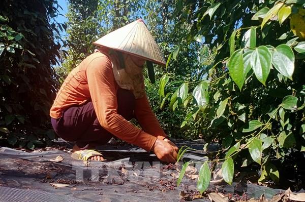 Thủ phủ hồ tiêu Bình Phước "đỏ mắt" tìm lao động