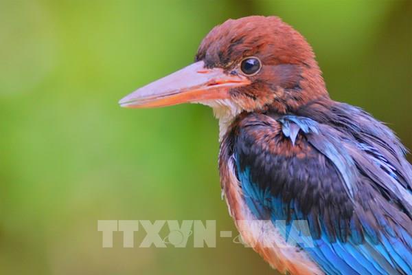 Khu dự trữ sinh quyển Cao nguyên Kon Hà Nừng