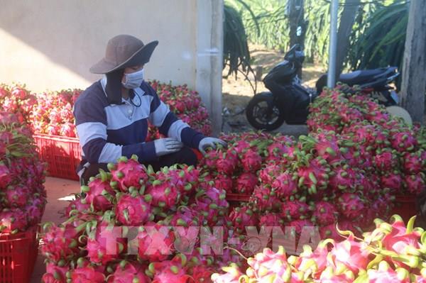 Bà Rịa-Vũng Tàu giá thanh long, mít Thái lại giảm mạnh
