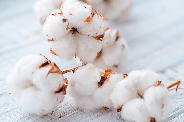 Chi tiết giá nông sản hôm nay 16/2