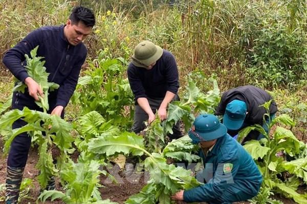 Phát hiện hơn 8.000 cây thuốc phiện trồng trái phép ở Cao Bằng