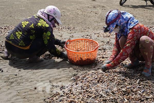 Mùa ốc viết tăng thu nhập cho người dân ven biển