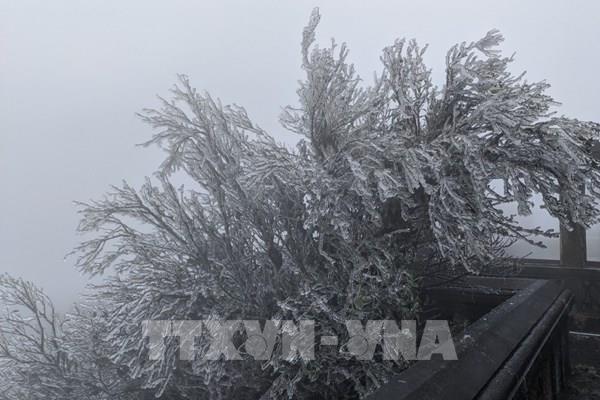 Lạng Sơn: Băng giá xuất hiện trên đỉnh Mẫu Sơn
