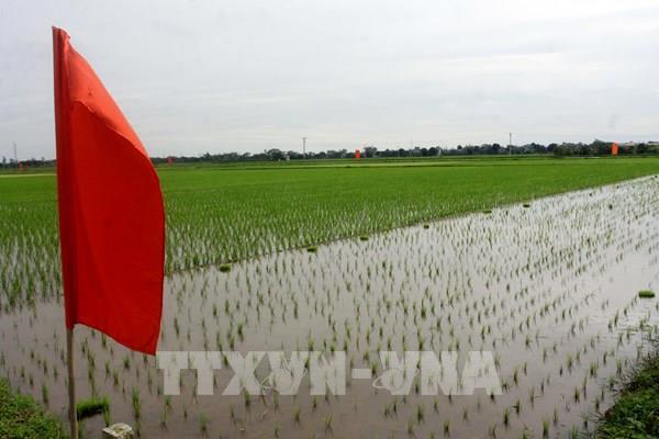 Đất lúa trong quy hoạch có được gia hạn sử dụng?