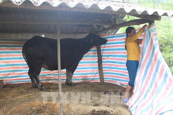 Không chủ quan, lơ là trong chăm sóc vật nuôi khi rét đậm, rét hại