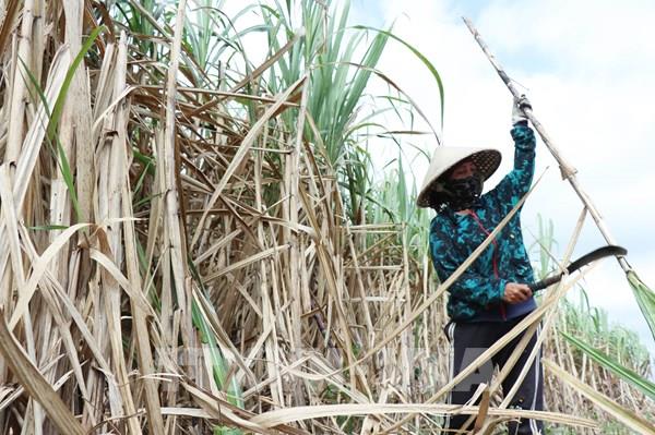 Xuất khẩu trên 17 tấn mía tươi sang thị trường Hoa Kỳ