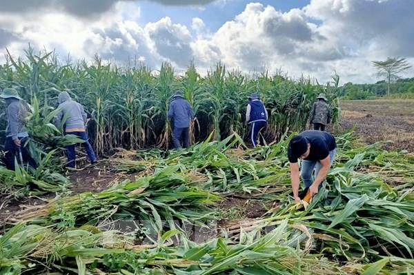 Bà Rịa-Vũng Tàu thiếu hụt lao động nông nghiệp trầm trọng