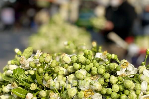 Nồng nàn hương bưởi xuống phố