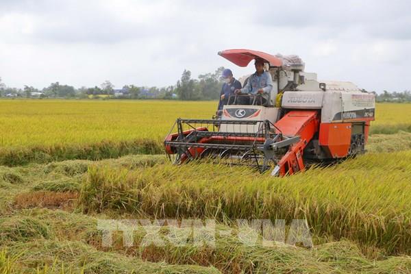 Thị trường nông sản tuần qua: Giá lúa chững lại