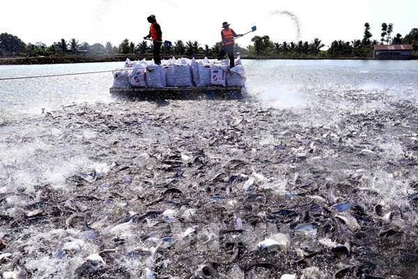 Cá tra là mặt hàng xuất khẩu có mức tăng trưởng mạnh nhất