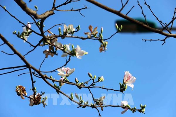 Hoa ban nở trắng núi rừng Tây Bắc