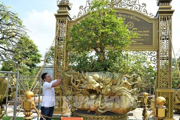 Bộ sưu tập 10 cây mai vàng đạt kỷ lục thế giới