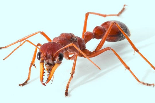 Phát triển liệu pháp giảm đau từ kiến bò Australia