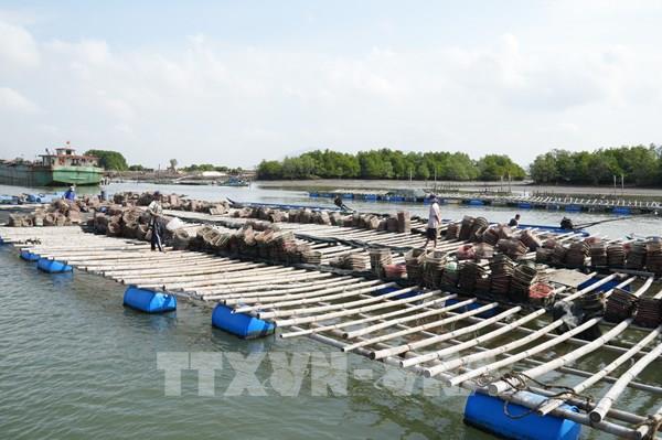 Di dời lồng bè thủy sản tự phát