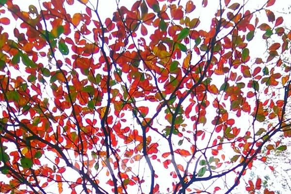 Hà Nội mùa cây thay lá