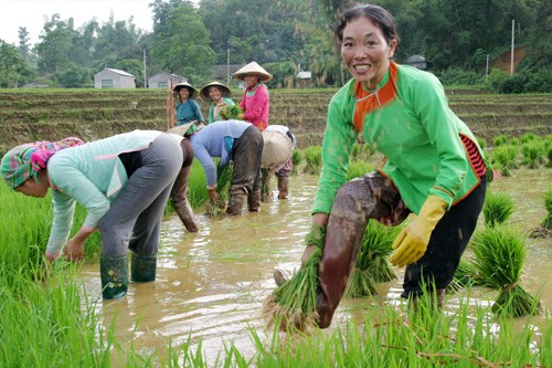 Phụ nữ đóng vai trò thiết yếu trong hệ thống lương thực