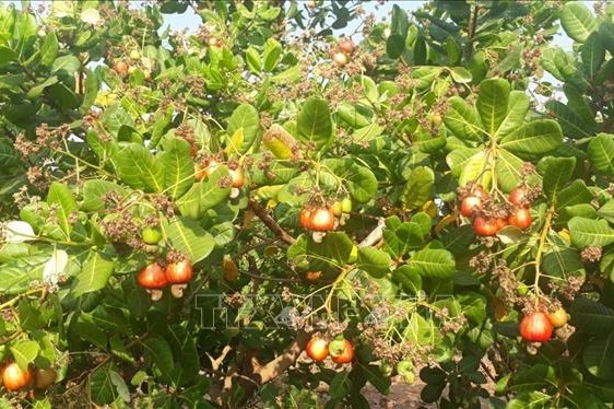 Vụ nghi lừa đảo xuất khẩu 100 container điều đi Italy: Một số doanh nghiệp kịp thời dừng vận chuyển hàng