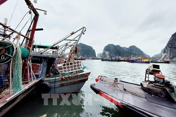 Ngư dân Quảng Ninh lao đao khi giá nhiên liệu “phi mã”