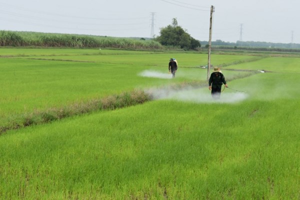 EU đánh giá lại thuốc trừ sâu Glyphosate