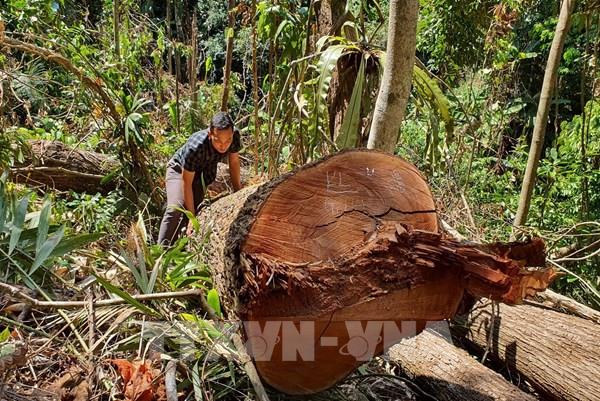 UBND tỉnh Kon Tum chỉ đạo điều tra, làm rõ vụ phá rừng ở huyện Kon Plông