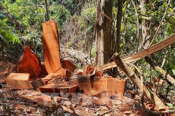 Phát hiện vụ phá rừng tại huyện Kon Plông, Kon Tum