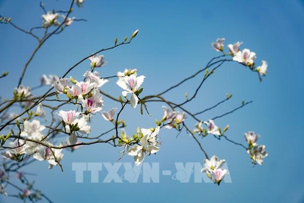 Hoa ban bung nở khắp phố núi Điện Biên