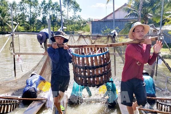 Kéo dài chu kỳ tăng trưởng ngành cá tra - Bài 1: Vực dậy sau “ngủ đông”