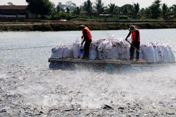 Chi phí và nguyên liệu, cơn "đau đầu" của ngành thủy sản
