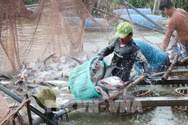 7 doanh nghiệp cá tra Việt Nam được miễn thuế chống bán phá giá tại Mỹ
