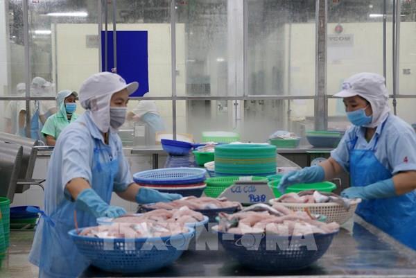 Cá tra Việt Nam hứa hẹn chu kỳ phát triển