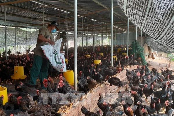 Người chăn nuôi đối mặt nguy cơ "treo" chuồng vì giá thức ăn tăng cao