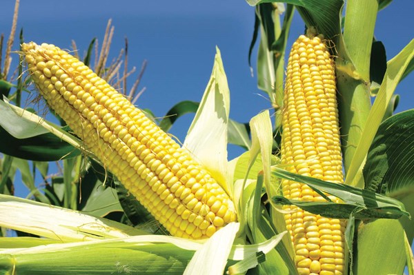 Giá nông sản thế giới chi tiết hôm nay 14/3/2022